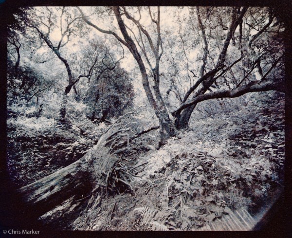 Standing_Tree_Fallen_Tree_01