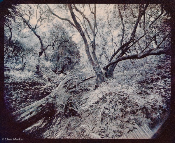 Standing_Tree_Fallen_Tree_01