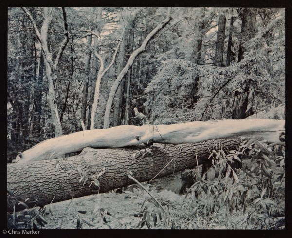 Standing_Tree_Fallen_Tree_09